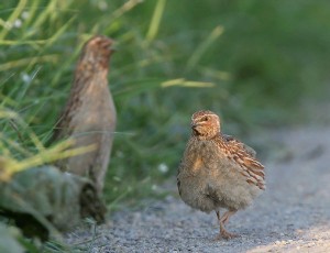 Prova cinofila su quaglie